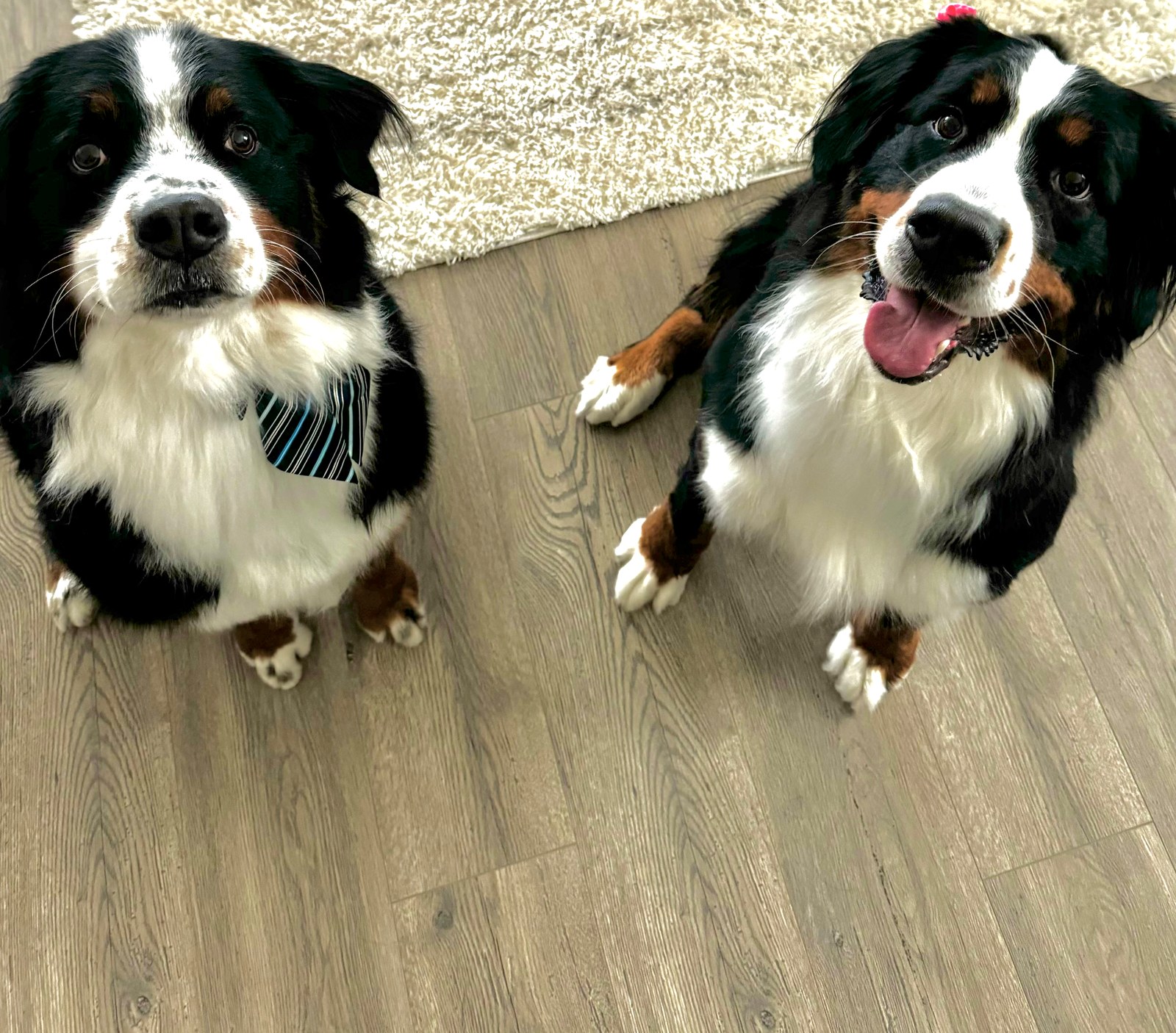 Jose’s two Bernese Mountain Dogs — the unofficial MyTNHouse team